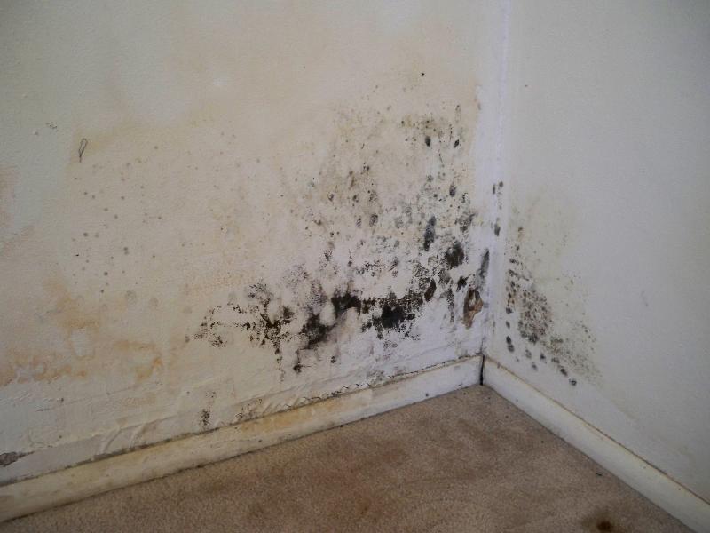 mold in the basement