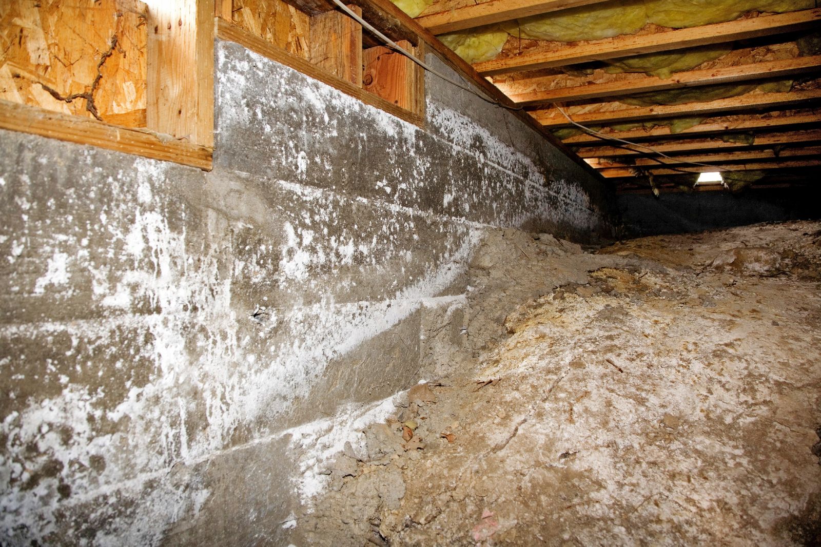 crawl space mold removal